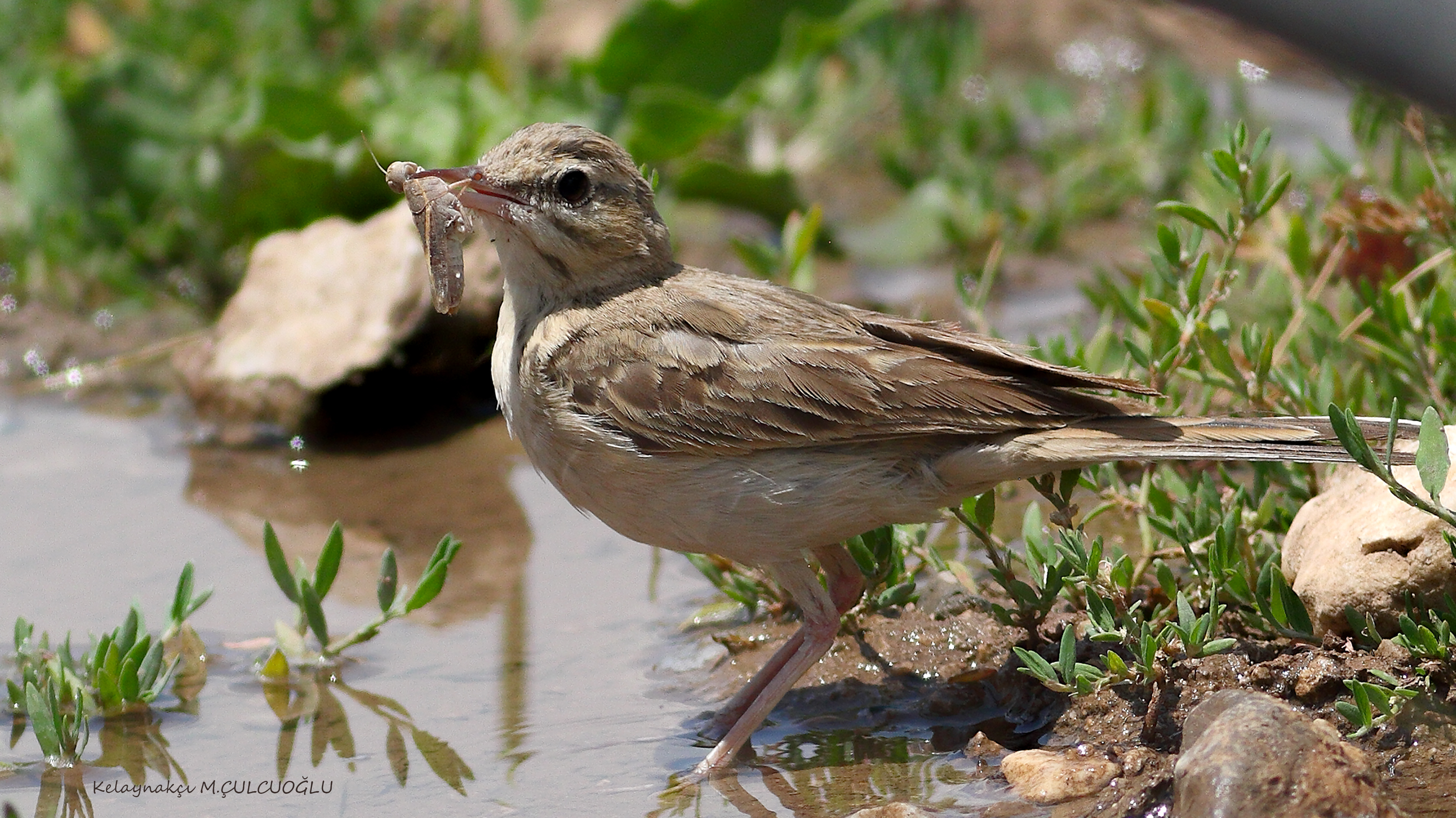 Eurasian Skylark